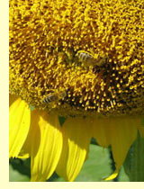 Подсолнечник (Helianthus annuus L.) Подсолнечник (Helianthus annuus L.)